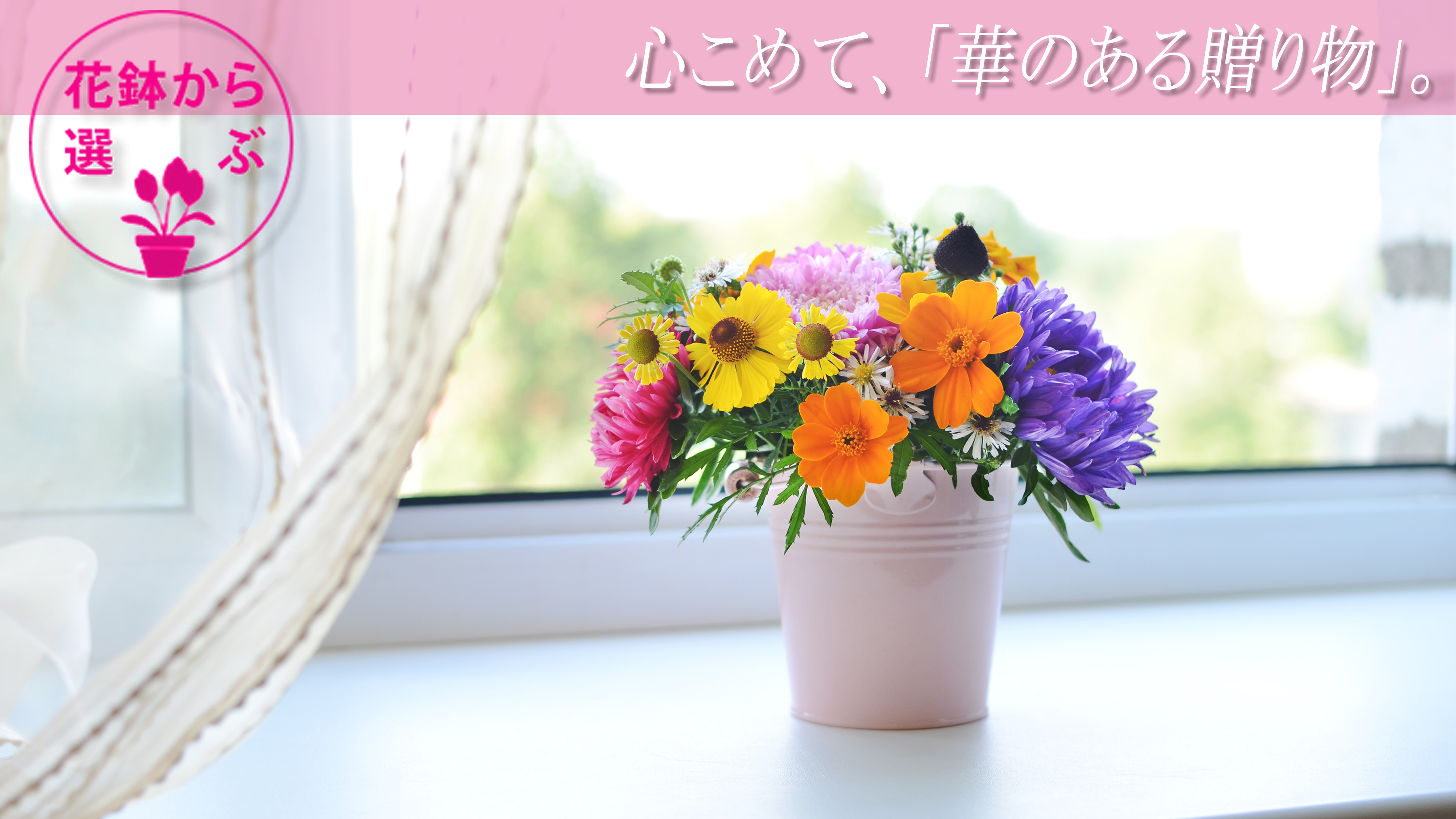 花鉢カテゴリー、ギフト用鉢植えのお花、観葉、多肉の通販専門店